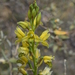 Chloraea multilineolata - Photo (c) jose_balderrama, some rights reserved (CC BY-NC), uploaded by jose_balderrama