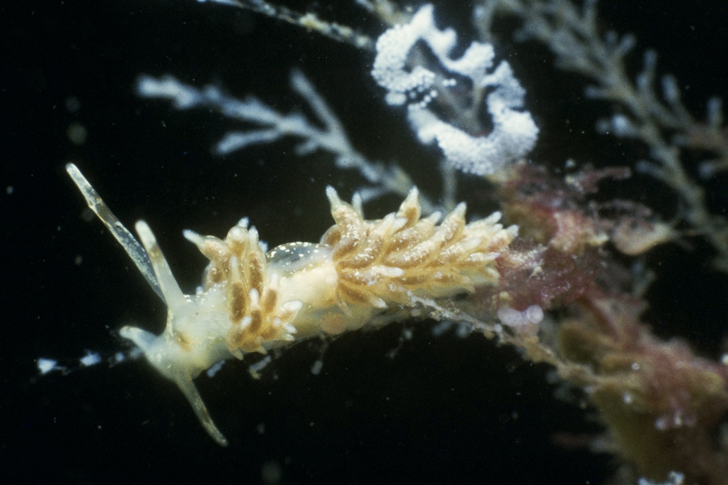 Rubramoena amoena