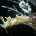 Rubramoena amoena - Photo (c) Bernard Picton, algunos derechos reservados (CC BY), subido por Bernard Picton