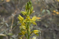 Chloraea multilineolata