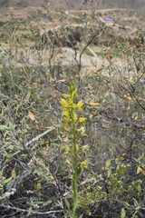 Chloraea multilineolata