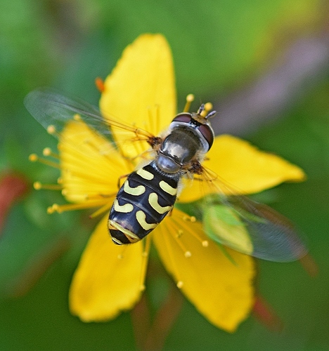 Scaeva dignota