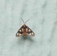 Eressa geographica