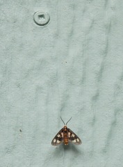 Eressa geographica