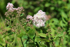 Spiraea × pyramidata