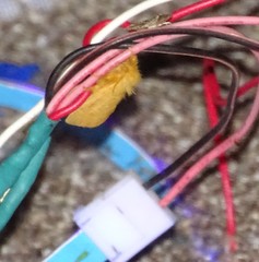 Megalopyge pyxidifera