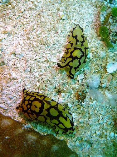 Tubulophilinopsis pilsbryi