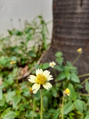 Asteraceae
