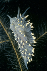 Eubranchus tricolor image