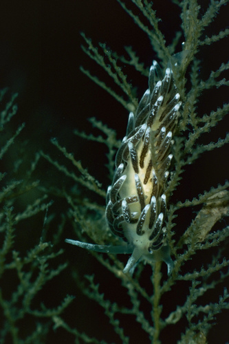 Cuthonella concinna