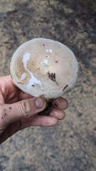 Lactarius pallescens