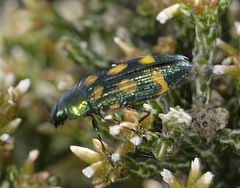 Castiarina insculpta