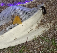 Megalopyge pyxidifera