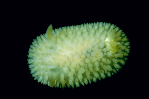 Tuberculate Dorid
