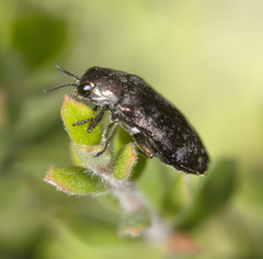 Diphucrania pauperula