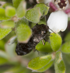 Diphucrania pauperula