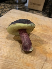 Xerocomellus atropurpureus