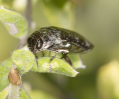 Diphucrania pauperula