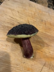 Xerocomellus atropurpureus