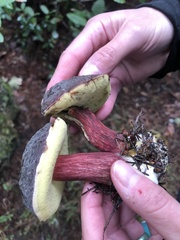 Xerocomellus atropurpureus