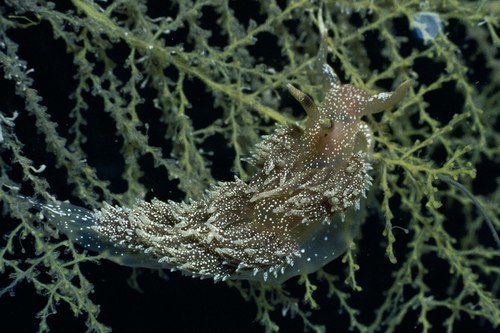 Facelina annulicornis