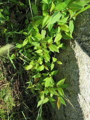 Persicaria muricata