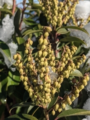 Pieris floribunda
