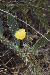 Opuntia schickendantzii