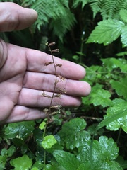 Tolmiea diplomenziesii