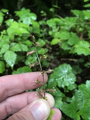 Tolmiea diplomenziesii