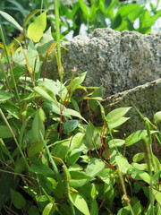 Persicaria muricata
