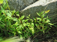 Persicaria muricata
