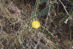 Opuntia schickendantzii