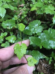 Tolmiea diplomenziesii