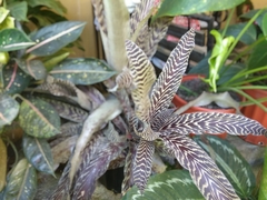 Orthophytum gurkenii