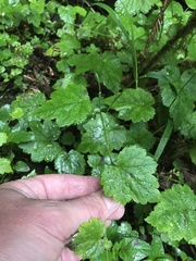 Tolmiea diplomenziesii