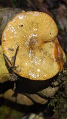 Suillus umbonatus
