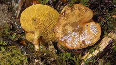 Suillus umbonatus