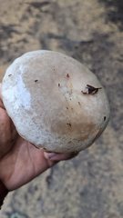 Lactarius pallescens