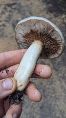 Lactarius pallescens