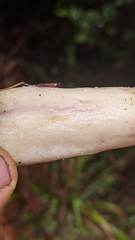 Lactarius pallescens