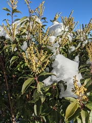 Pieris floribunda