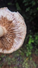 Lactarius pallescens