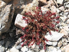 Epilobium porphyrium