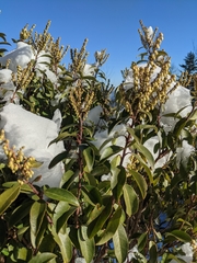 Pieris floribunda
