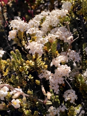 Pimelea traversii