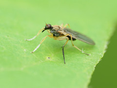 Platypalpus discifer