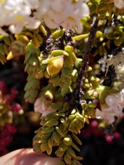Pimelea traversii
