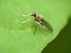 Platypalpus discifer