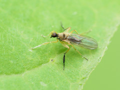 Platypalpus discifer